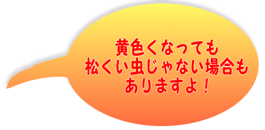 黄色くなっても 松くい虫じゃない場合も ありますよ！ 