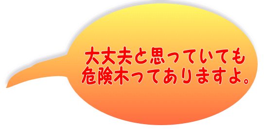 大丈夫と思っていても 危険木ってありますよ。 