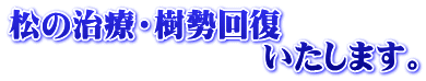 松の治療・樹勢回復 　　　　　　　　いたします。