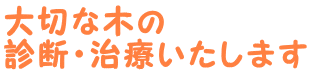 大切な木の 診断・治療いたします